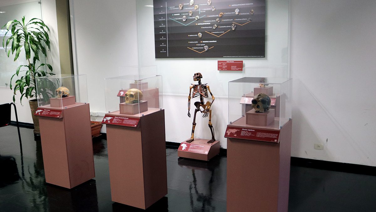 Leia mais sobre o artigo IEA expõe réplicas de fósseis em instalação sobre evolução humana