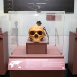 Exposição Ocupação Hominínia - Réplica Homo neanderthalensis (viveu entre 200 mil e 30 mil anos atrás)