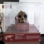 Exposição Ocupação Hominínia - Réplica Homo sapiens (surgiu há 200 mil anos)