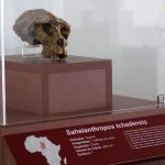 Exposição Ocupação Hominínia - Réplica Sahelanthropus tchadensis (viveu entre 6 e 7 milhões de anos atrás)