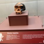 Exposição Ocupação Hominínia - Réplica Homo habilis (viveu entre 2,6 e 1,5 milhões de anos atrás)