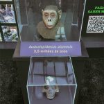 Exposição itinerante Do Macaco ao Homem